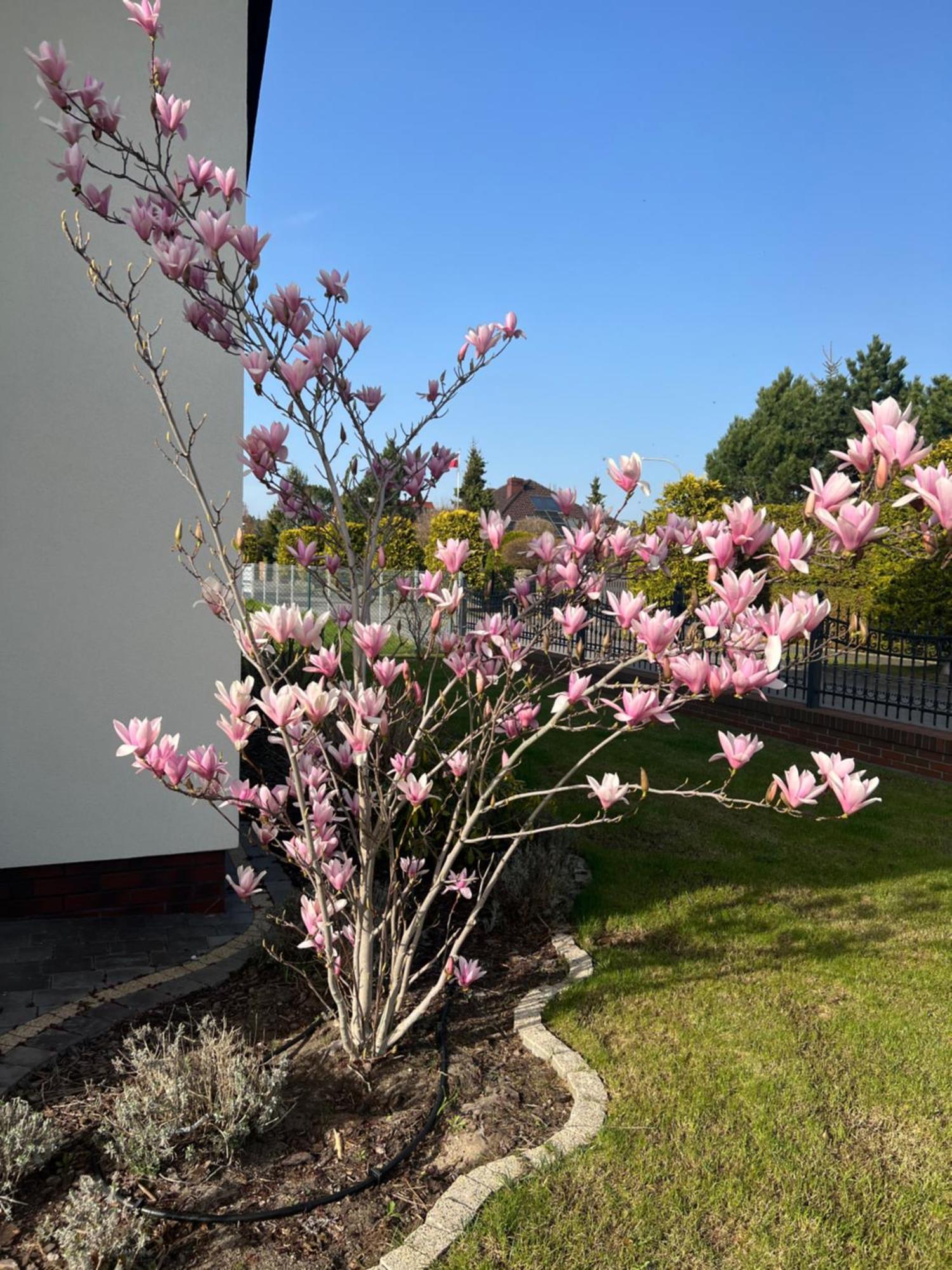 Apartamenty Bursztynowe Dębki Exterior foto